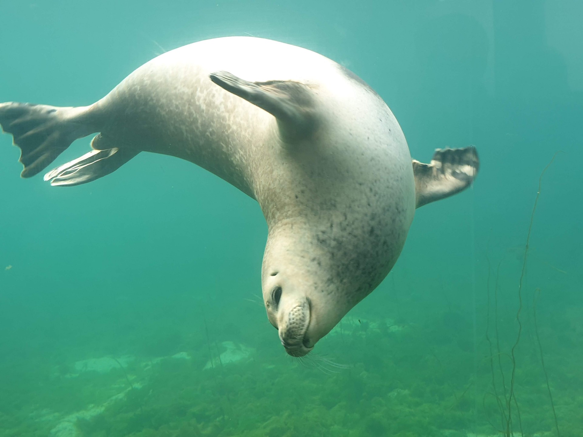 Seal swimming in the aquarium at Atlanterhavsparken
