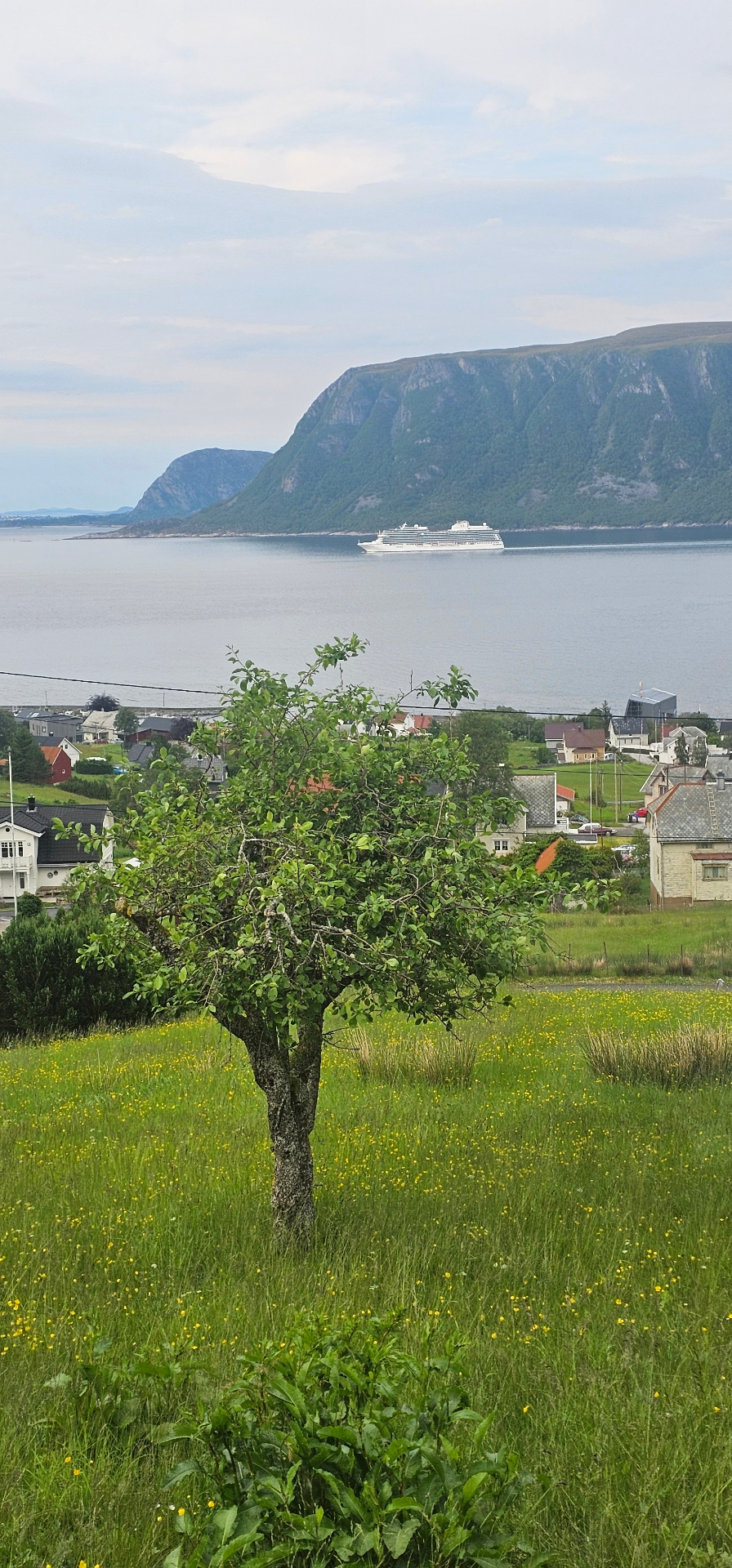 Cruiseskip i fjorden sett frå hagen ved Leitehuset